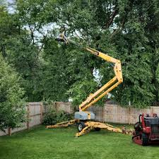 How Our Tree Care Process Works  in  Lewisville, WA